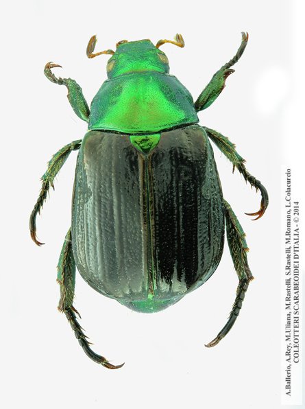 Mimela aurata, maschio